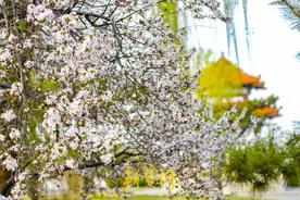 风传花信，济南黄河两岸将奉上这些花事盛宴图片
