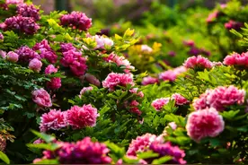 六大景区门票半价优惠 仅需一张高铁票凭证图片