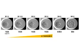 蛋白质“蓝图”揭示胚胎发育的传奇之旅 | 科技前线图片