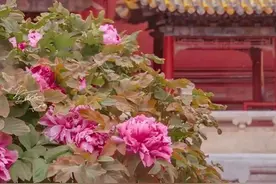 故宫里的牡丹去哪儿了？探寻清代皇家赏花地图图片