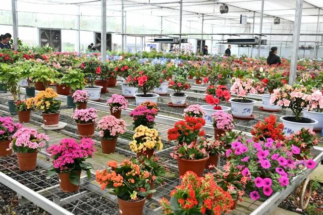 花开成海！快来打卡溧水这座校园