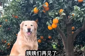 “毛毛果已缺货……”摘橙子小狗毛毛突发心脏病离世了！图片