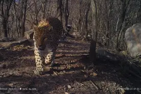 河南济源多次拍到华北豹影像 数量9至13只图片