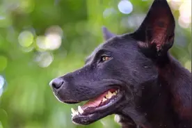 被咬女童家属请求对黑狗安乐死！代理律师回应筹款200万图片