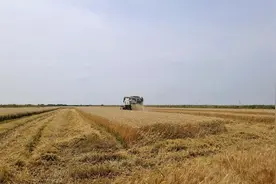 宣城郎溪25万亩小麦迎来收获季图片