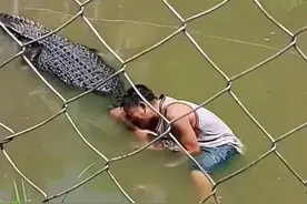 菲游客误将大鳄鱼看成模型遭“死亡翻滚”,被救下缝50多针图片