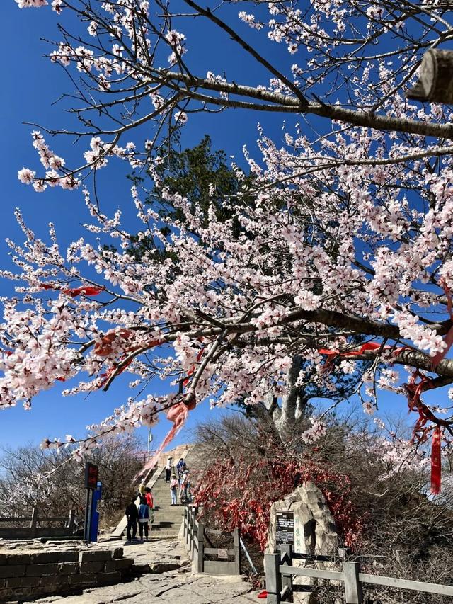3月20日至22日，神农山专属免票福利来啦！