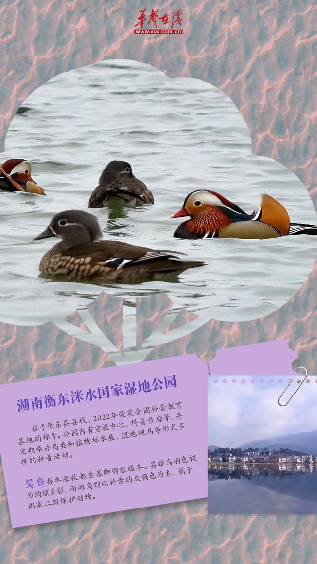 冬游湖南⑤｜观鸟正当时！来湖南邂逅“冬日精灵”