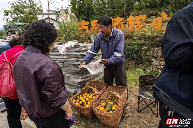 秋游时刻丨这颗甜柿，为什么让整个村子变成了诗？