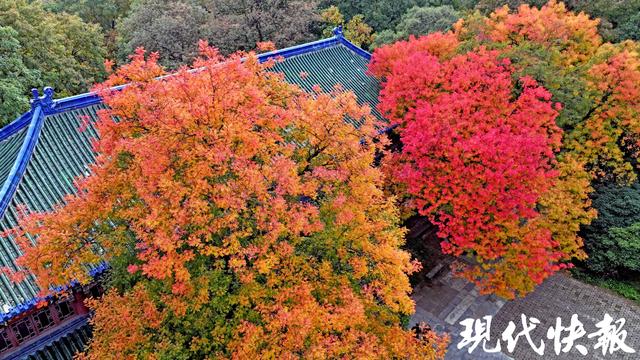 在一棵树上真的能看到四季！南京灵谷寺黄连木构成美丽秋日画卷
