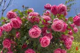 果然视频丨威海月季迎来爆花期，快来感受花界“棒棒糖”的甜美图片