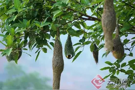 【高清组图】云南昌宁：乐居织布鸟进入筑巢繁育期图片