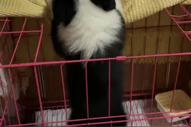 青岛市民花2670买到“星期狗”？死亡后店家拒绝退款图片