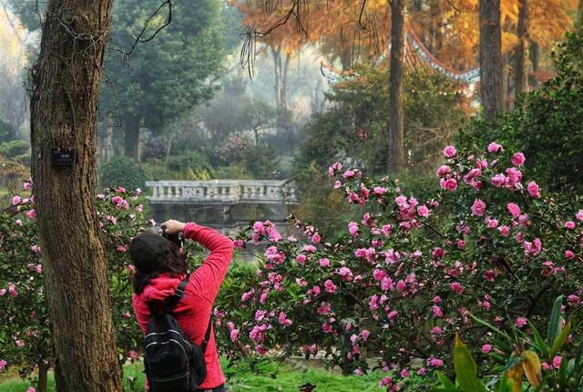赏“枫”情万种，观层林尽染！一站式赏叶，来武汉植物园吧
