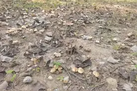 千万警惕！北京通州两名老人食用野生毒蘑菇中毒！区疾控重要提醒图片