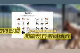 咬伤女童的罗威纳犬，有多凶猛？图片