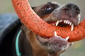 广东疾控公布一死亡案例，发病后几乎无救！一定要注意这个细节图片