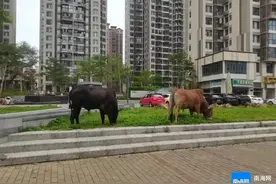 牛群公路上“散步”，吓坏司机！撞到谁负责？谁来管？海口有关部门→图片