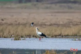国家一级保护野生动物！再次现身草海图片