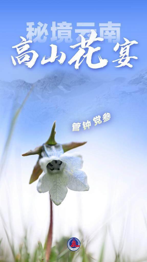 美丽中国丨秘境云南，高山花宴