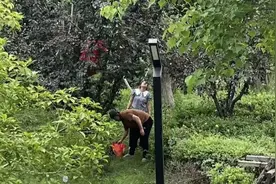 别摘！别吃！上海街头大量出现“红果果”，很多人忍不住了……图片