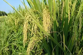 湖北孝南：又“稻”丰收季 颗粒尽归仓图片