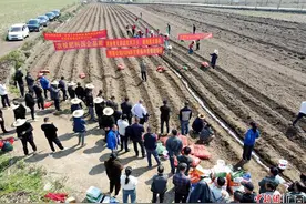 广农糖业博宣公司甘蔗入榨总量137万吨 创十年来新高图片