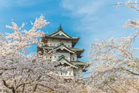 北半球全面入春，错峰出境赏花进入高峰图片