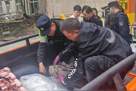神秘野生大鸟腿部受伤落在马路上：警方紧急救援，经确认系国家二级保护动物高山兀鹫图片
