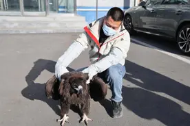 珍贵大鸟“迫降”延庆千家店图片