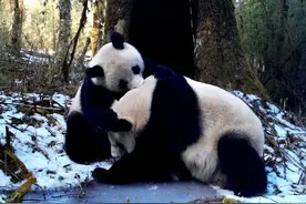 超级可爱！四川凉山美姑大风顶拍摄到大熊猫母子嬉戏珍贵画面图片