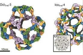 AI设计“纳米笼”模拟病毒复杂结构图片