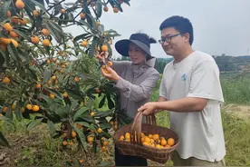 荣昌：枇杷丰收香满园图片