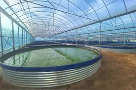 岸堤镇锦鲤“游”出共富路图片