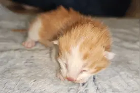 果然视频｜克隆小橘猫，纯国产！图片