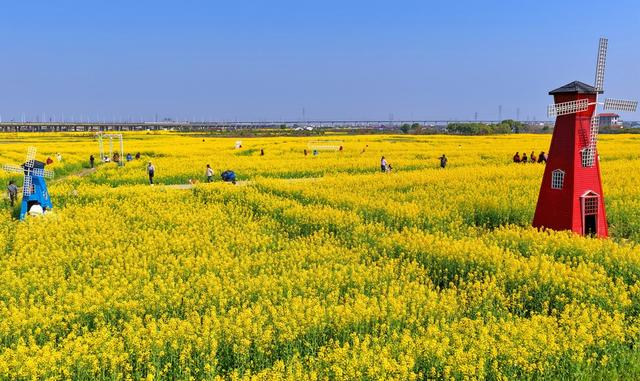 江西南昌：游客漫步于金色花海间