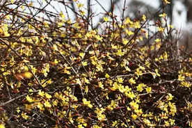 春色满园关不住——探访西安植物园初春生态画卷图片