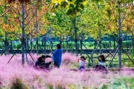 江苏邳州这些地方披上粉色“外衣”图片