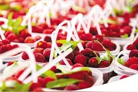 温州人的 “梅”好时光来了！33万亩杨梅全面上市图片