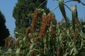 习水县马临街道：千亩高粱开镰收割图片