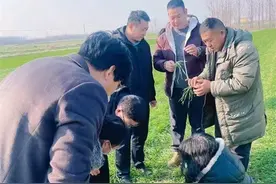 枣庄薛城区集中开展小麦良种统供和旺长麦田机械镇压工作项目验收图片