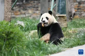 旅外大熊猫回家后的生活图片