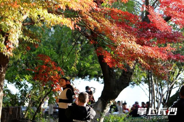 红枫如火 冬日亮色｜组图