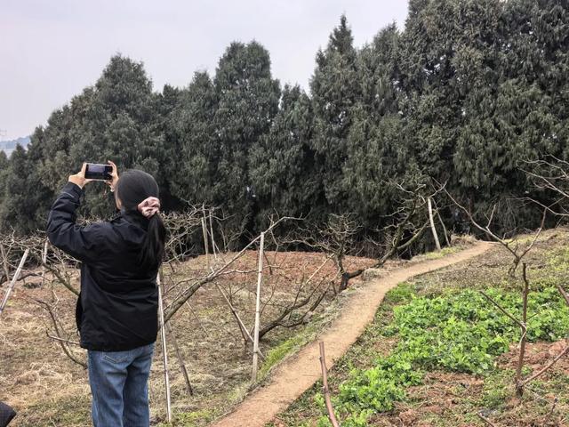龙泉山“画马”官方安全线路来了！邀市民登山迎马年