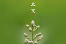 5日13时57分立夏：春尽杂英歇，夏初芳草深图片