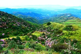 鸡笼顶抢“鲜”赛③丨如何保障选手参赛安全？阳春做足准备图片