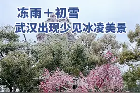 冻雨＋初雪，武汉出现罕见冰凌美景图片