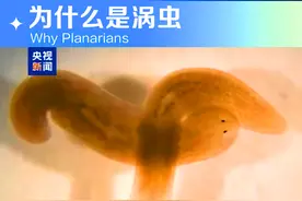 一图读懂丨涡虫“上天”有什么意义图片