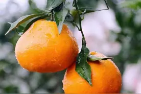 开阳县花梨镇：耙耙柑挂满枝头 果农甜蜜迎丰收图片