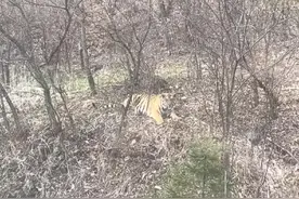 吉林汪清一路边树林惊现野生东北虎，当地镇政府：它可能是在巡视自己的领地图片